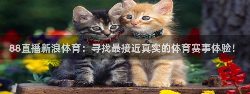 蓝鲸直播男同：88直播新浪体育：寻找最接近真实的体育赛事体验！